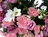 Loose wreath deep pinks crop