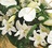 Coffin spray white lilies crop