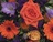 Posy deep orange crop