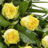 Simple rose sheaf yellow 400z