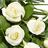 Simple rose sheaf white 400z