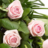 Simple rose sheaf pink 400z